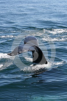 Humpback Fluke photo