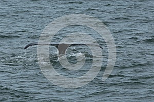 Humpback Fluke