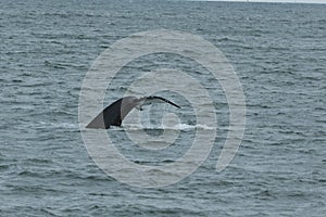 Humpback Fluke