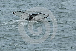 Humpback Fluke