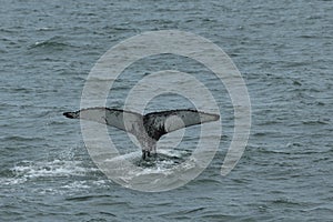 Humpback Fluke