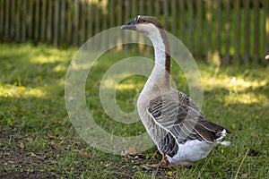 Humpback goose - black beak and gray feathers
