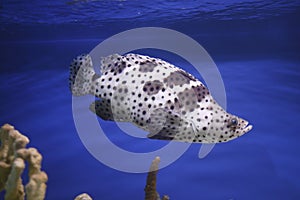Humpback grouper