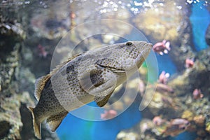 Humpback grouper