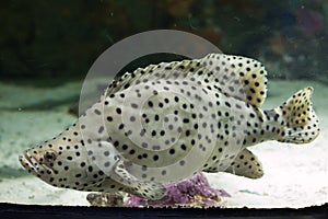 Humpback grouper (Cromileptes altivelis).