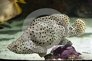 Humpback grouper (Cromileptes altivelis).