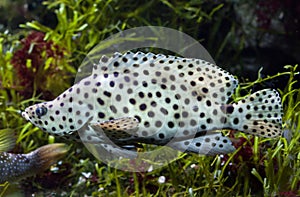 Humpback grouper Cromileptes altivelis