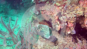 humpback grouper, panther grouper - Cromileptes altivelis swims next to a coral reef, Oceania, Indonesia, Southeast Asia