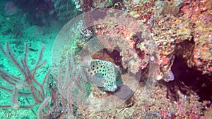 humpback grouper, panther grouper - Cromileptes altivelis swims next to a coral reef, Oceania, Indonesia, Southeast Asia