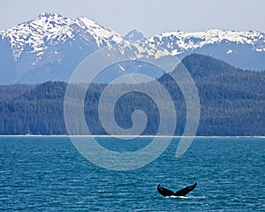 Humpback and Mountains