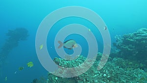 Humpback red snapper at liberty wreck in tulamben, bali