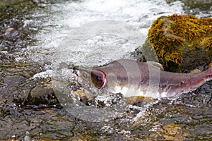 Humpback salmon