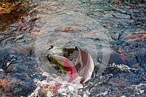 humpback salmon and blueback in shallow males