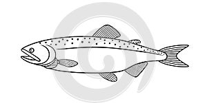 Humpback salmon outline. Isolated humpback salmon on white background