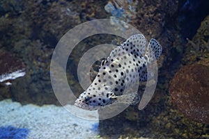 The humpback seabass, Cromileptes altivelis, belongs to the Serranidae family. Qawra, Malta