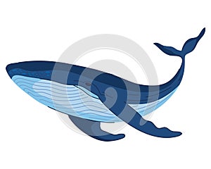 humpback sealife cetacean photo