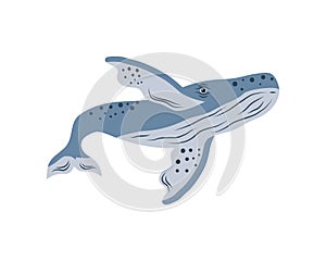 humpback sealife cetacean photo