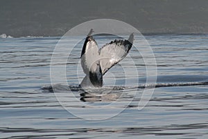 Humpback Tail