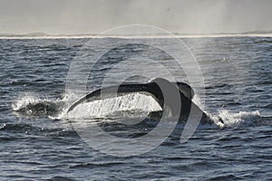 Humpback Tail 2