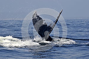 Humpback tail 2