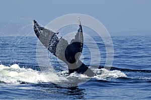 Humpback tail