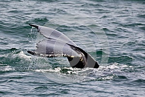 Humpback tail fin