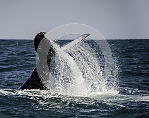 Humpback Tail Slap