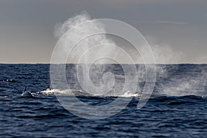 Humpback tail whale blowing in cabo san lucas mexico