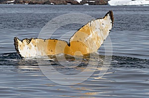 humpback tail which dives into the waters of the Antarctic summer day