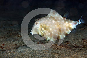 Humpback Turretfish photo
