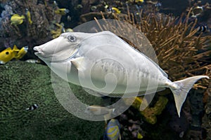 Humpback Unicornfish Naso brachycentron ocean and sea fish photo