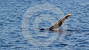 Humpback waves a pectoral photo