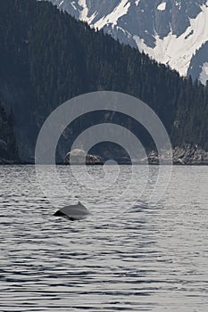 Humpback whale