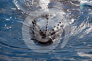 Humpback whale