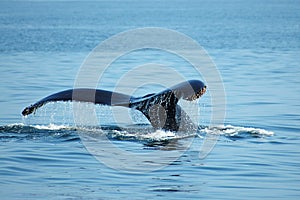 Humpback whale