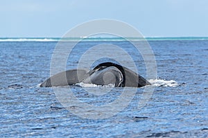 Humpback whale