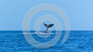 Humpback whale