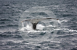 Humpback whale