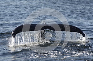 Humpback whale