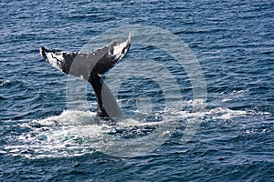 Humpback whale