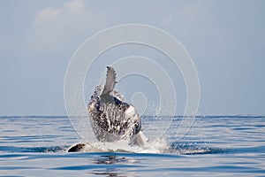 Humpback whale