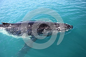 Humpback whale