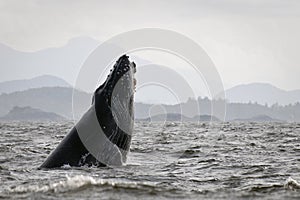 Humpback Whale