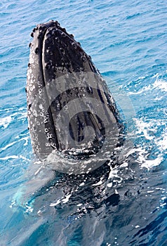 Humpback whale