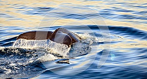 Humpback whale