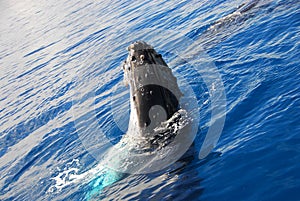 Humpback Whale