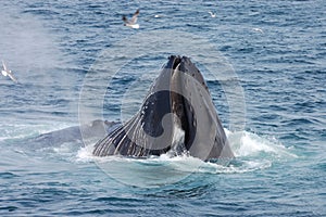 Humpback whale