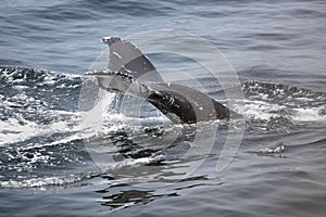 Humpback whale