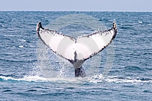 Humpback Whale abrolhos islands brazil