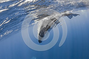 Humpback whale abyssal deep dive